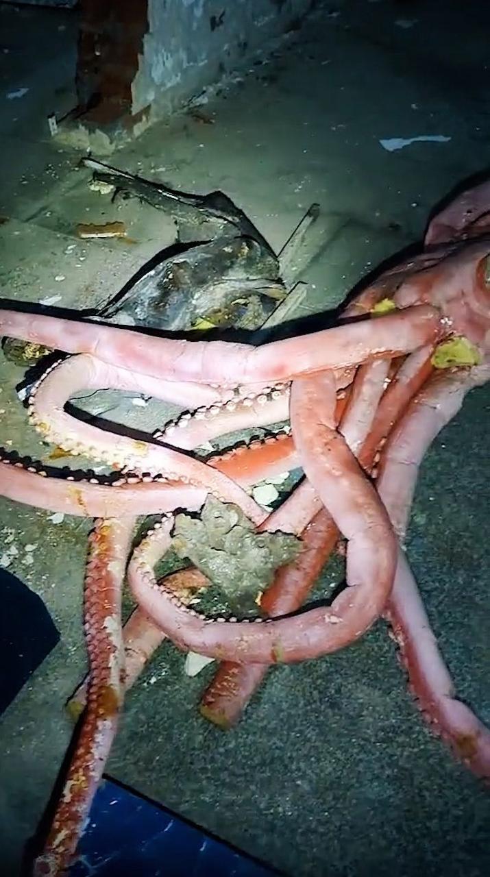 Cadáveres podridos de calamares ensucian el suelo