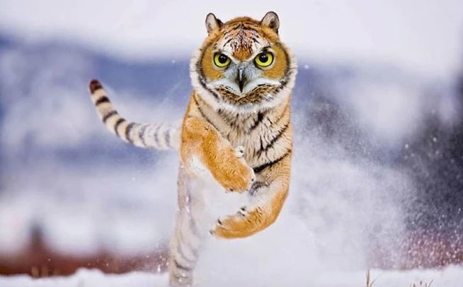 Los maestros de Photoshop han creado nuevas razas de animales híbridos en un conjunto de fotos extravagantes.  En la foto, un búho combinado con un tigre.