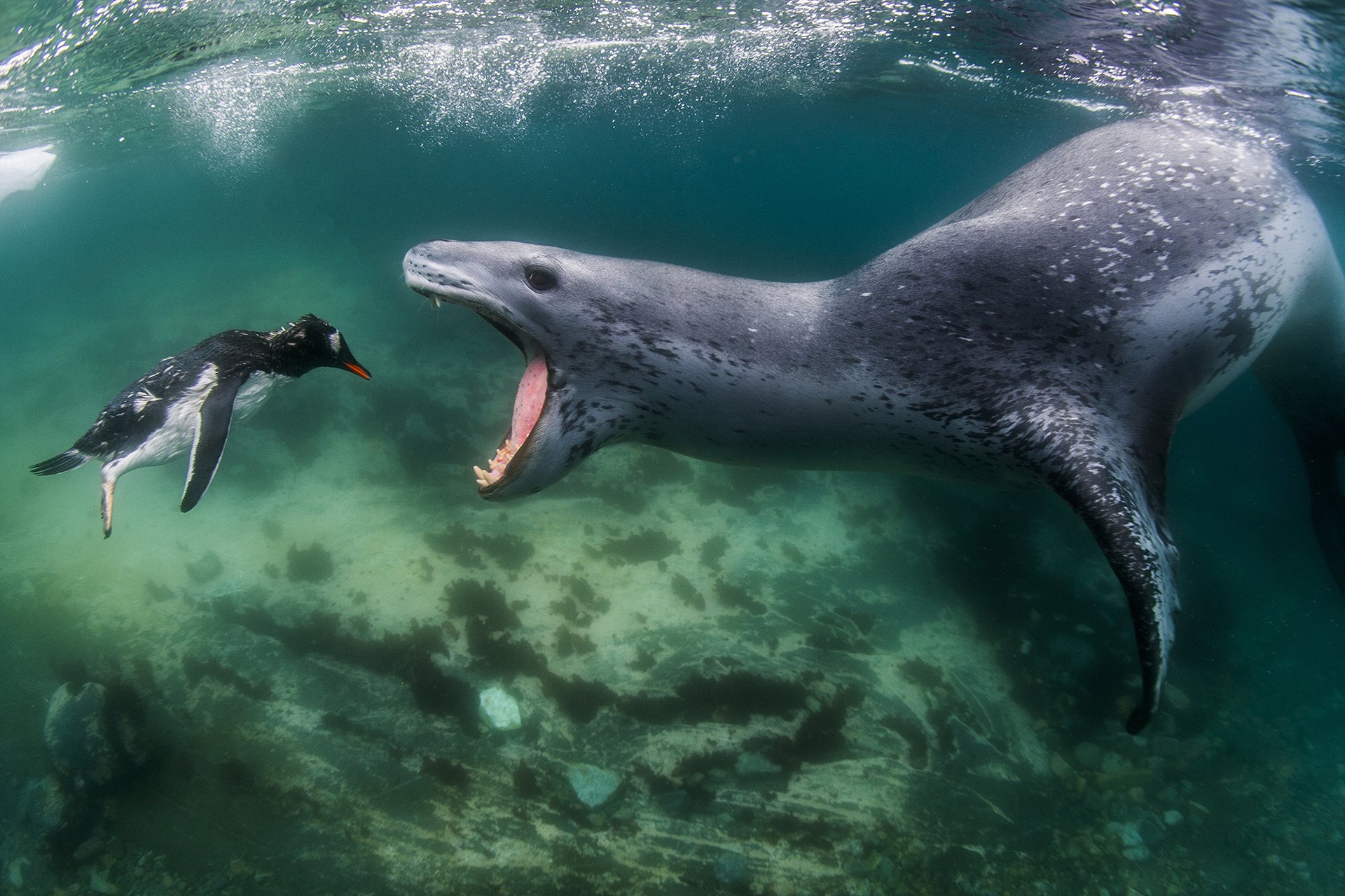 Leopardo marino persiguiendo a un pingüino Gentoo de Amos Nachoum