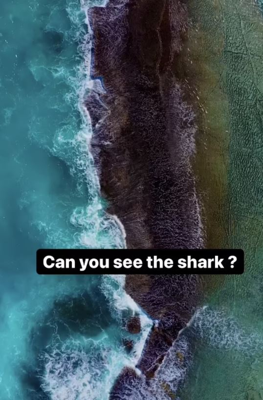 Los usuarios de las redes sociales tienen problemas para detectar un tiburón en un clip
