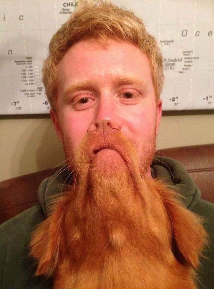 Los dueños de perros muestran sus barbas de aspecto sospechoso en tomas divertidas