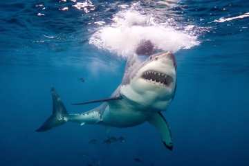 Ataques de tiburones 2022: lesiones, muertes y avistamientos recientes