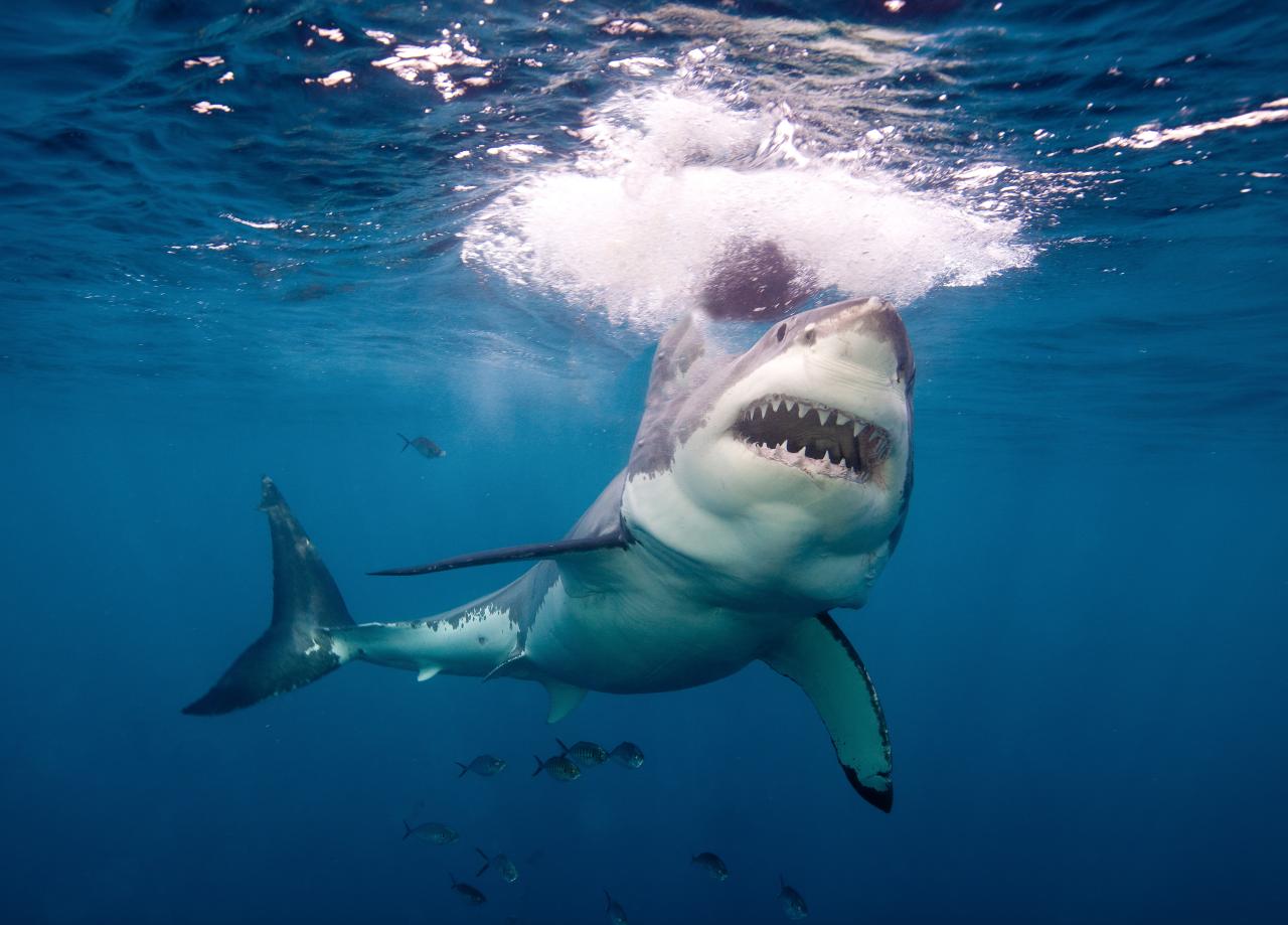 Los grandes tiburones blancos son responsables de la mayoría de las muertes por ataques de tiburones