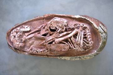 Muy raro bebé dinosaurio sobreviviente DENTRO de los huevos encontrados después de 66 millones de años