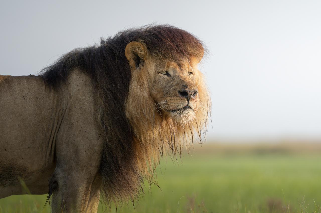 León roto con el mismo corte de pelo que Donald Trump