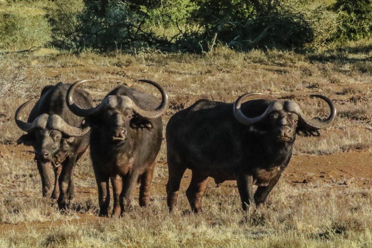 Los búfalos son algunas de las criaturas que deambulan por la reserva.