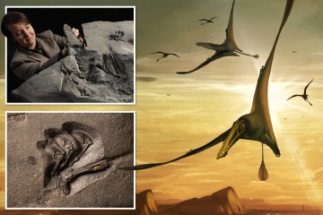 Encuentran en Escocia un reptil volador gigante que dominó los cielos hace 170 millones de años
