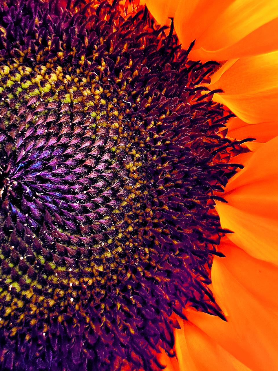 Una flor colorida capturada en el iPhone 13 Pro por Abhik Mondal de New Milford, EE. UU.