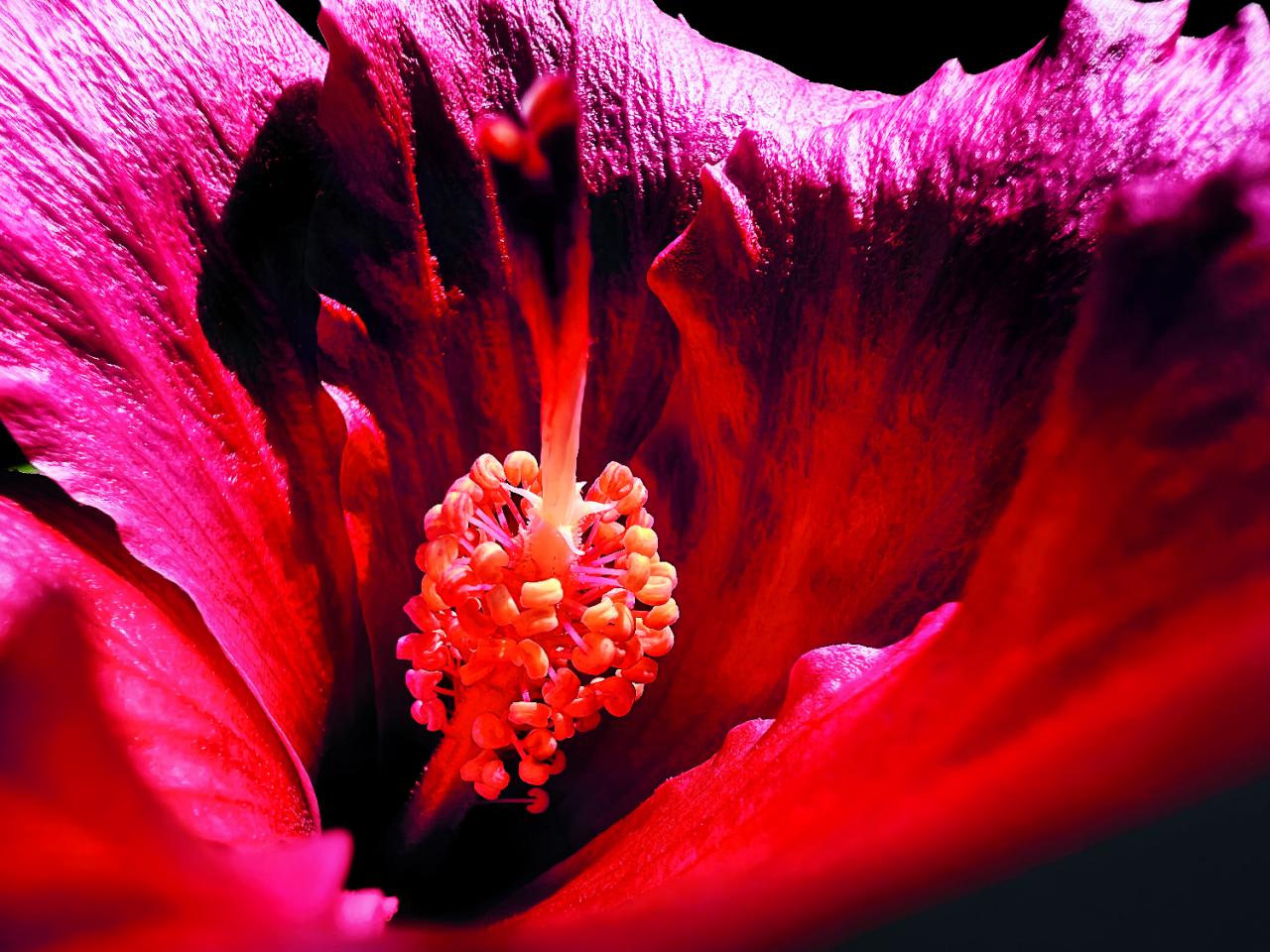 Una espaciosa flor de hibisco capturada con el iPhone 13 Pro por Marco Colletta de Taranto, Italia