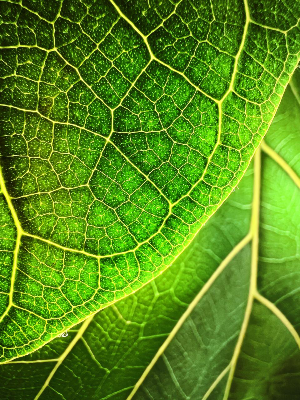 Células diminutas de hojas durante la hora dorada capturadas con el iPhone 13 Pro por Trevor Collins de Boston, EE. UU.
