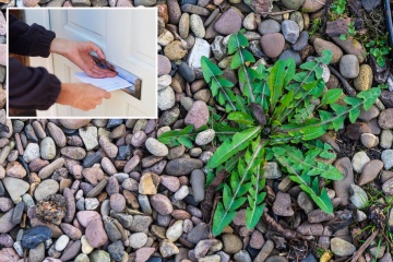 Soy un profesional de la horticultura: mi punta elimina las malas hierbas SIN ESFUERZO y no cuesta nada.