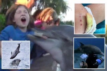 La mayoría de los delfines salvajes atacan cuando abusan de los niños y tratan de tener sexo con los entrenadores