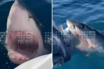 Una familia aterrorizada por un tiburón blanco de 14 metros de altura que los orbita durante una HORA
