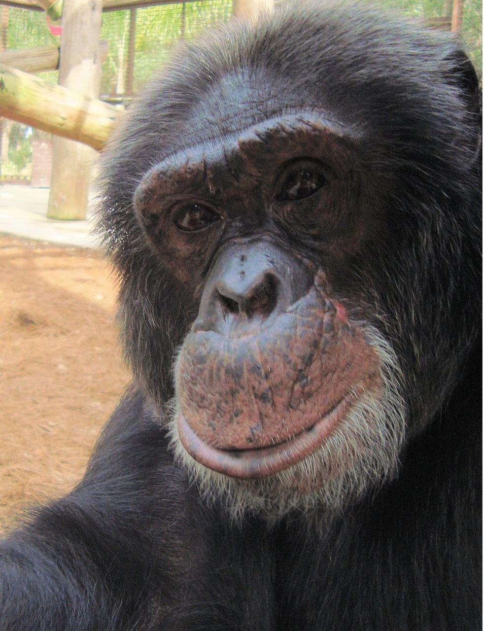 El chimpancé Bubbles ahora en su nuevo hogar: un santuario en Florida
