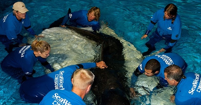 Fredi muere en SeaWorld Orlando, Florida, una de las muchas ballenas que mueren por problemas de salud persistentes