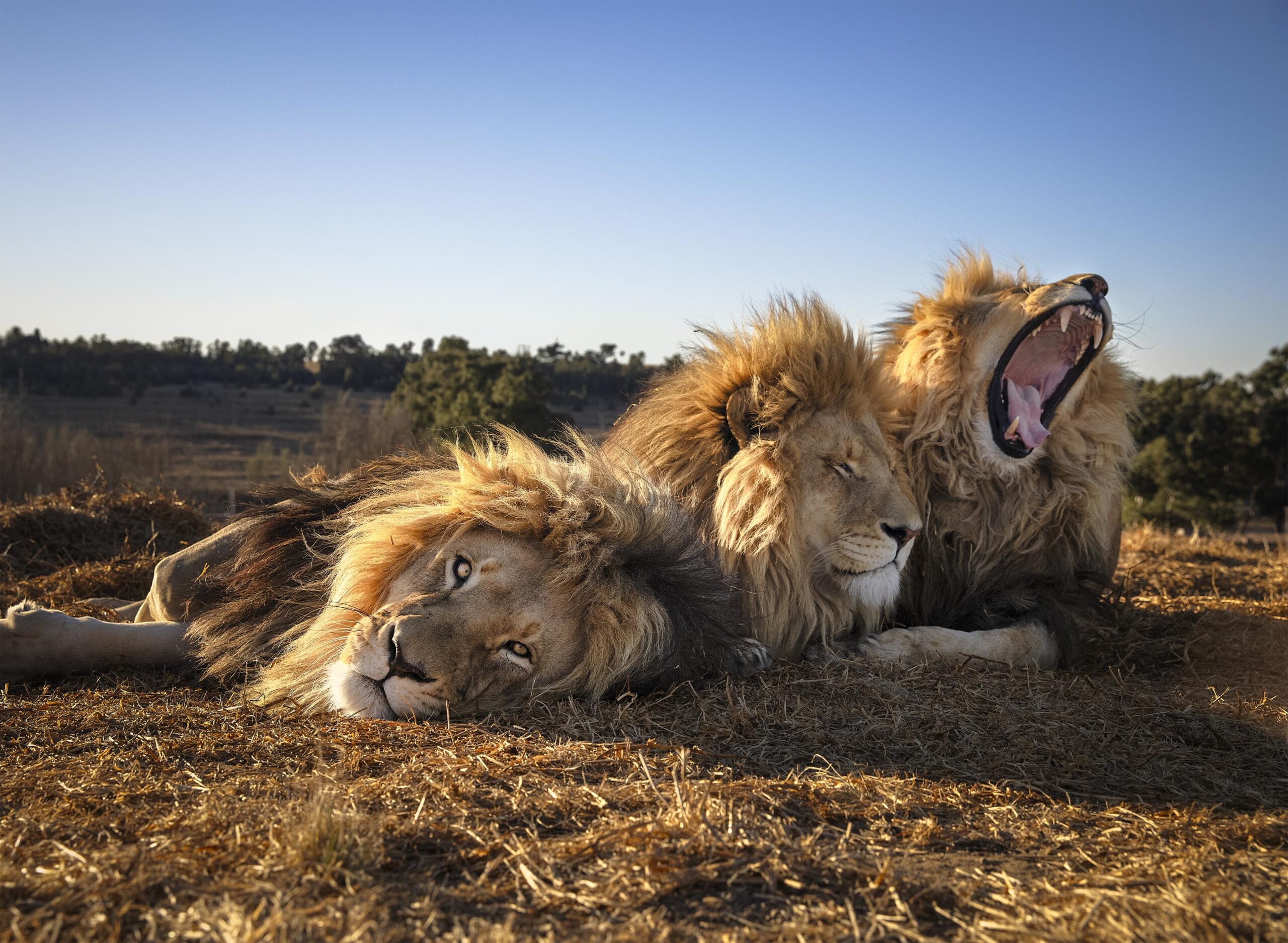 Los tres hermanos leones no se cansan del sol en Sudáfrica