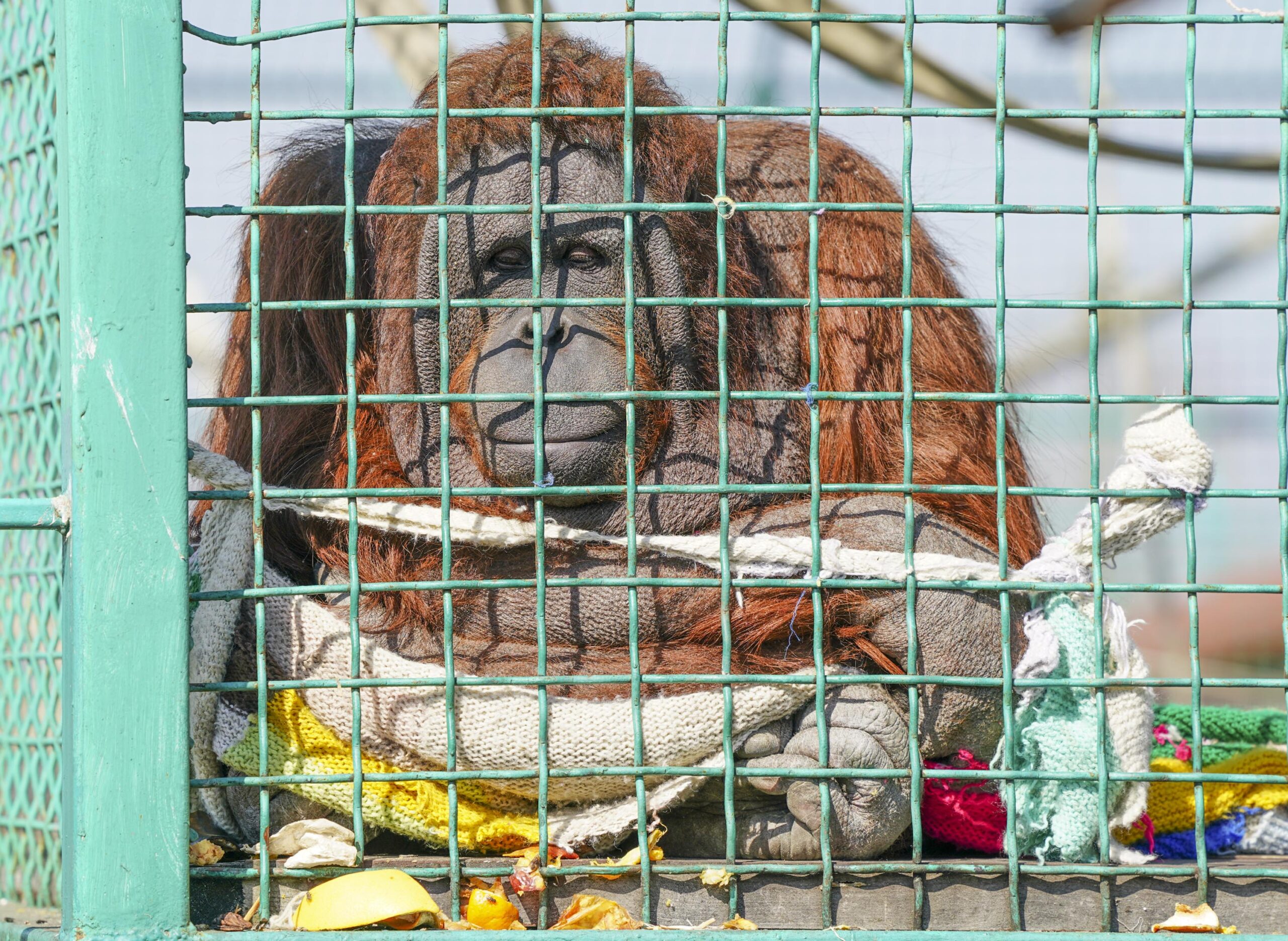 Krava es un orangután con el corazón roto rescatado del asedio Kharkiv