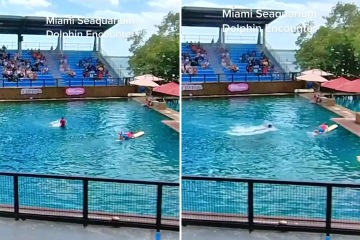 El aterrador momento en que un delfín ataca al entrenador frente a las familias en un parque de Miami
