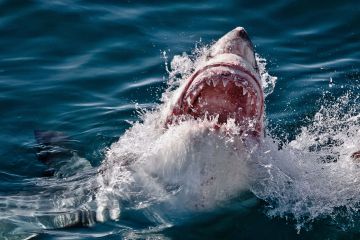 Magníficos saltos de agua blanca con dientes que brillan al sol en fotos increíbles