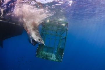 Las sorprendentes fotos muestran cómo un tiburón ataca una jaula de buceo y un elefante embiste a los turistas