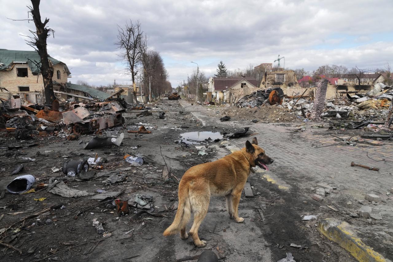 El perro deambula por casas destruidas y vehículos militares rusos.
