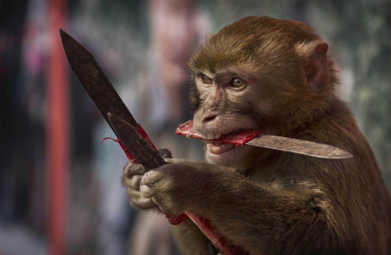 Un macaco diabólico atrapa cuchillos mientras trabaja con un entrenador en China