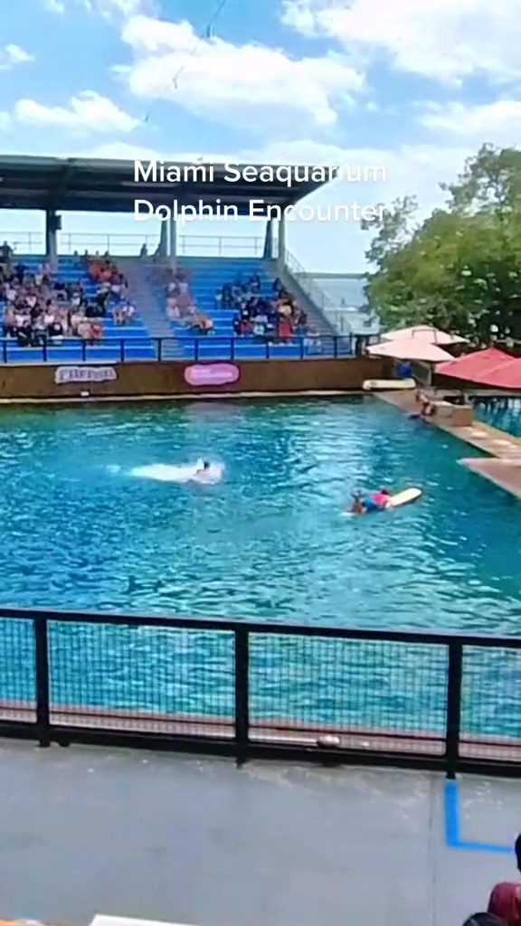 La grabación muestra el momento en que el delfín comenzó a atacar