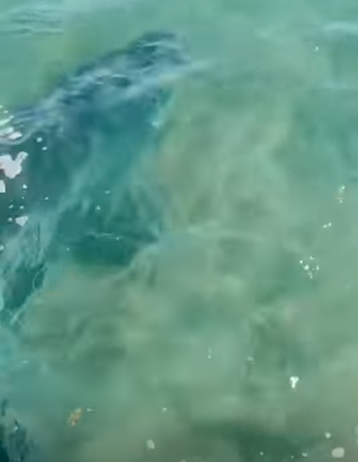 Brodie Moss filmó a un gran tiburón tigre cazando una tortuga debajo de su tabla de remo