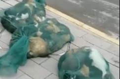 Policías de Shanghái 'meten gatos vivos en bolsas de matanza' en un violento bloqueo por covid-19