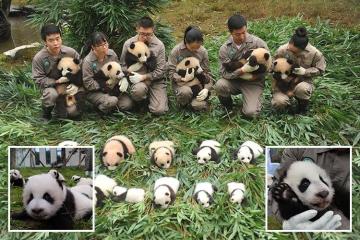 Treinta y seis lindos pandas bebés harán su debut público en el zoológico chino