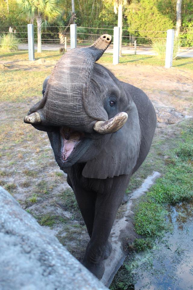 Ali el elefante fue rescatado de Neverland en 1997