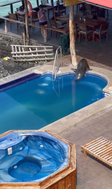 ¿Wendy se zambulló primero en la piscina del resort?
