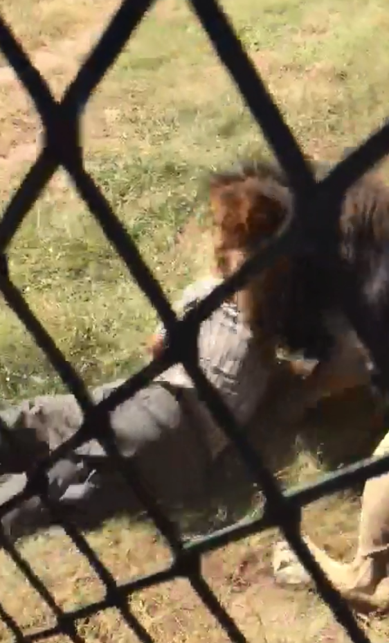 Mike Hodge fue atacado por un león en su propio parque safari en 2018