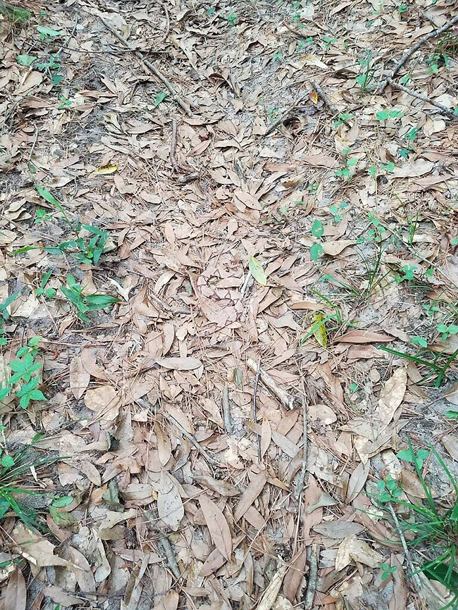 ¿Puedes ver la serpiente venenosa que acecha en las hojas?