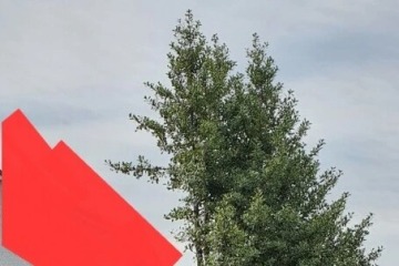 Mi vecino cortó CARGAS en mi árbol - Estoy absolutamente furioso