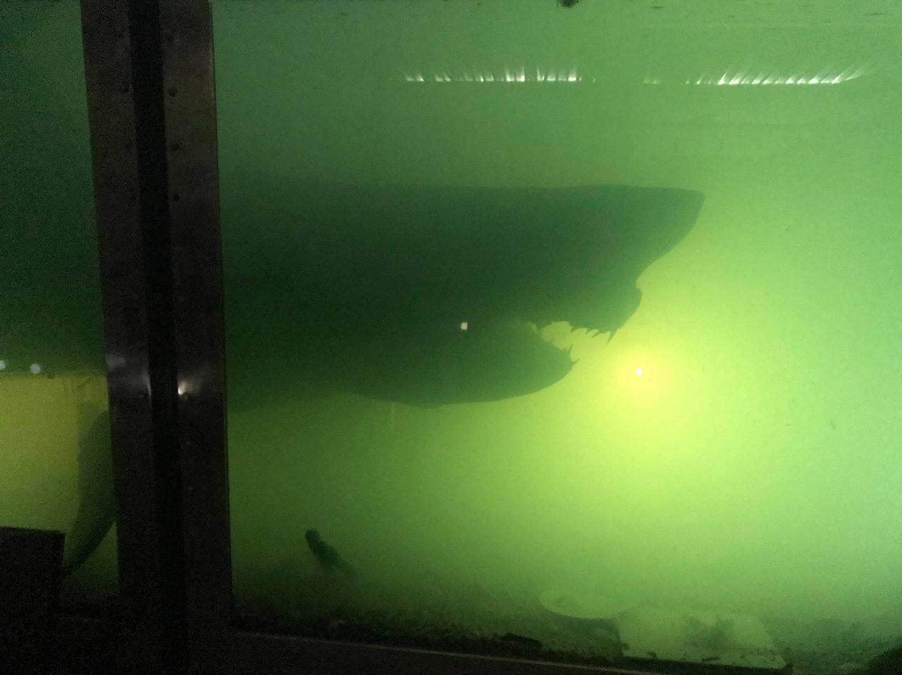 Los restos de un tiburón de cuatro metros se mantienen en un tanque verde desde su muerte en 1998