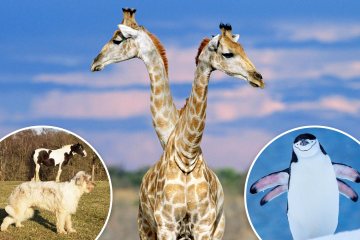 Los fanáticos de la vida silvestre se ven obligados a hacerse cargo de la jirafa de