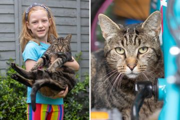 Nuestro gato desapareció hace 8 meses, pero ahora ha vuelto - es un milagro, dice una madre de Dublín