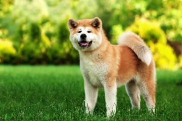 Un técnico veterinario revela las razas de perros más tranquilas que no ladran todo el tiempo