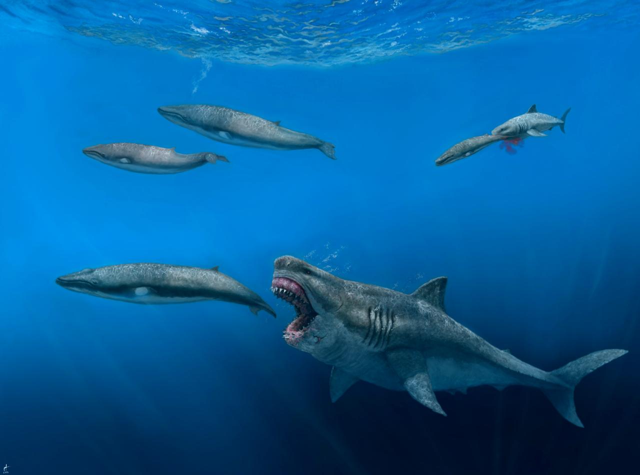 El tiburón extinto era más largo que el autobús
