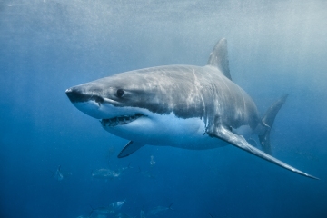 Estos son los tiburones a tener en cuenta si se sumerge en aguas británicas