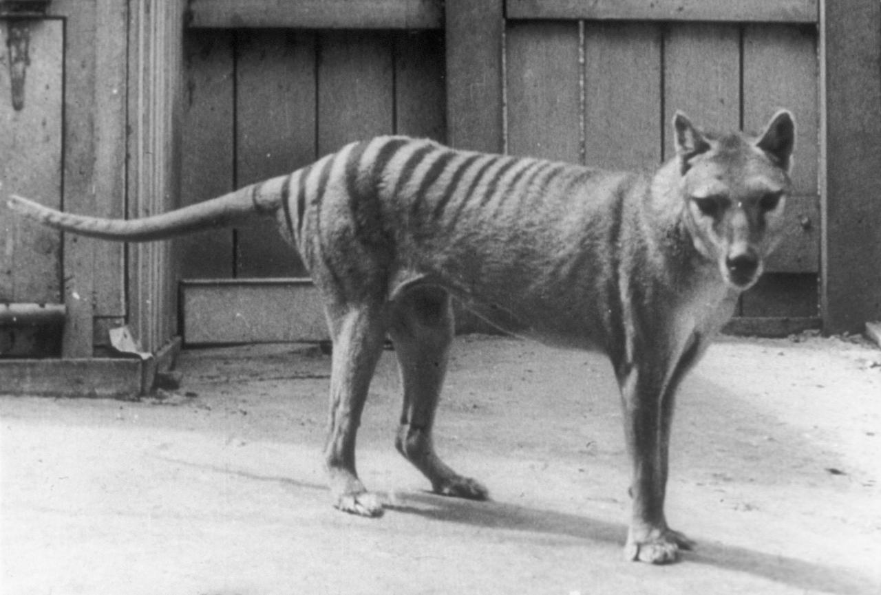 El último tigre de Tasmania conocido murió en la década de 1930