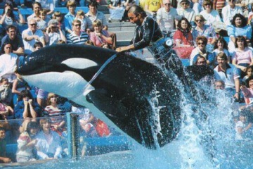 El entrenador de SeaWorld gritó