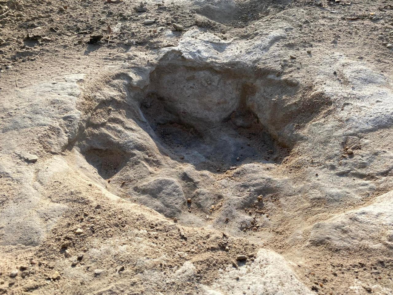 La mayoría de las huellas encontradas y descubiertas en diferentes partes del río pertenecen al acrocanthosaurus.