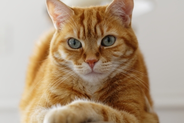 La gente aprendió de dónde viene la frase