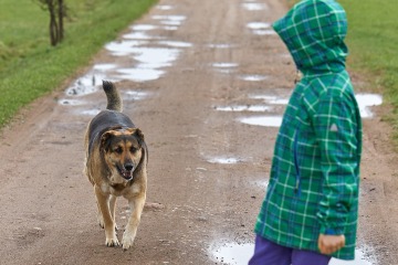 Advertencia urgente para los padres ya que los niños menores de 5 años corren el mayor riesgo de MUERTE a manos de los perros
