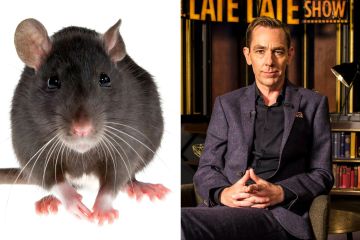 Los presentadores de RTE ordenaron a la gente que huyera de la cafetería por miedo a una plaga de ratas